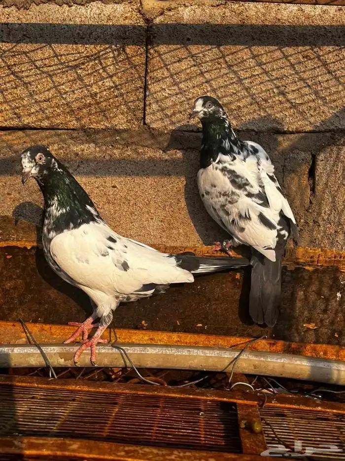 حمام باكستاني للبيع دماء قوية 2