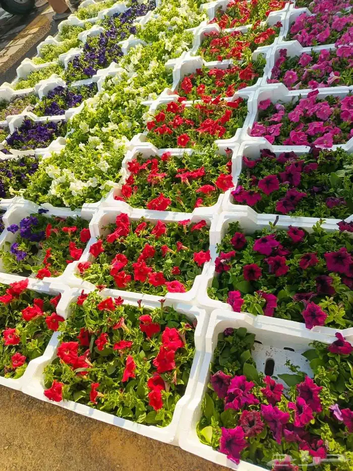 زهور طبيعيه ثيل طبيعي تمديد شبكات ري انجيلة طبيعي 0