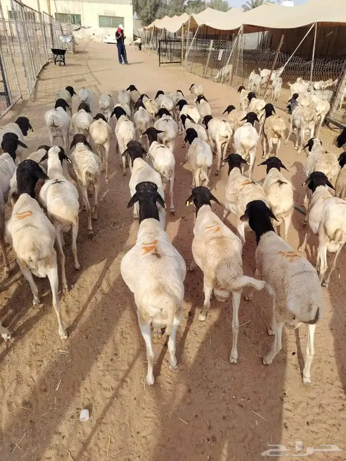 اللي ينتظر البرابر النظيفة اللحم اللي يجمل وصلت اعداد محدودة 0