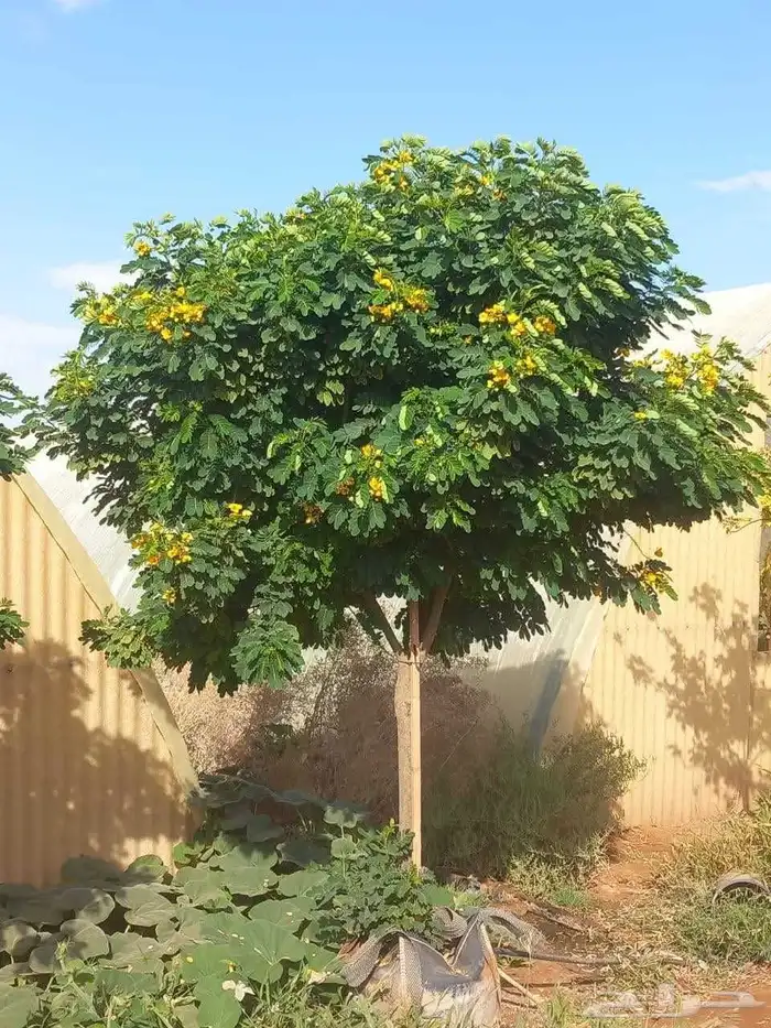 تيل طبيعي واشجار طبيعي وزارع طبيعي 1