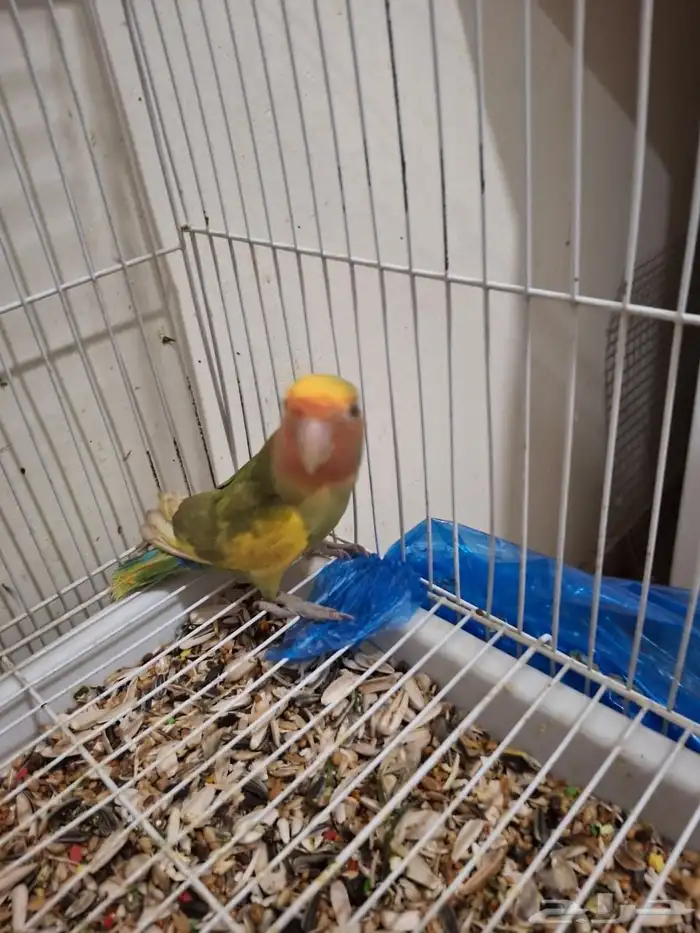 ذكر روز مع تحليل لاتينو اورنج فيس العمر 6 شهور نشبط ومغرد 5