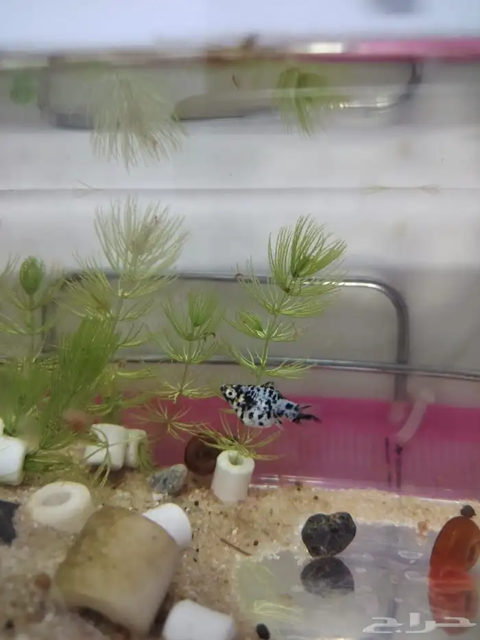 Ramshorn snail and molly fish 2