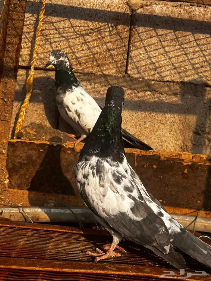 حمام باكستاني للبيع دماء قوية 11