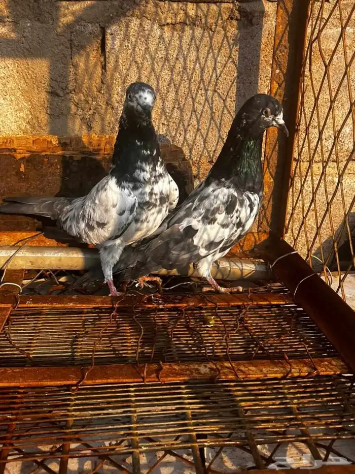 حمام باكستاني للبيع دماء قوية 10