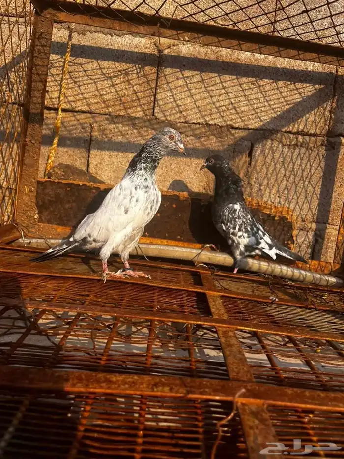 حمام باكستاني للبيع دماء قوية 16