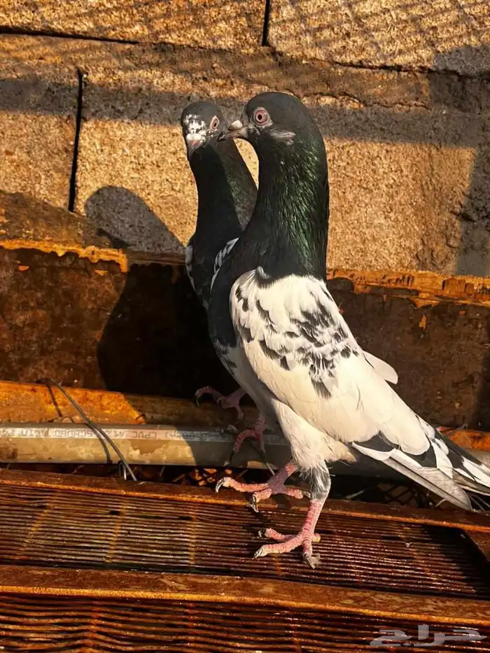 حمام باكستاني للبيع دماء قوية 4