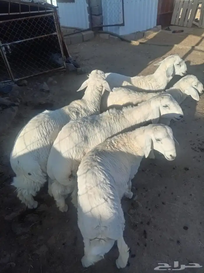 خرفان عمر 5 شهور واكثر الا واحد 4شهور 0