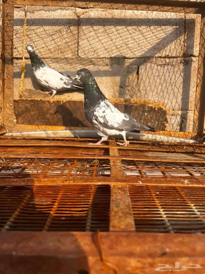 حمام باكستاني للبيع دماء قوية 14