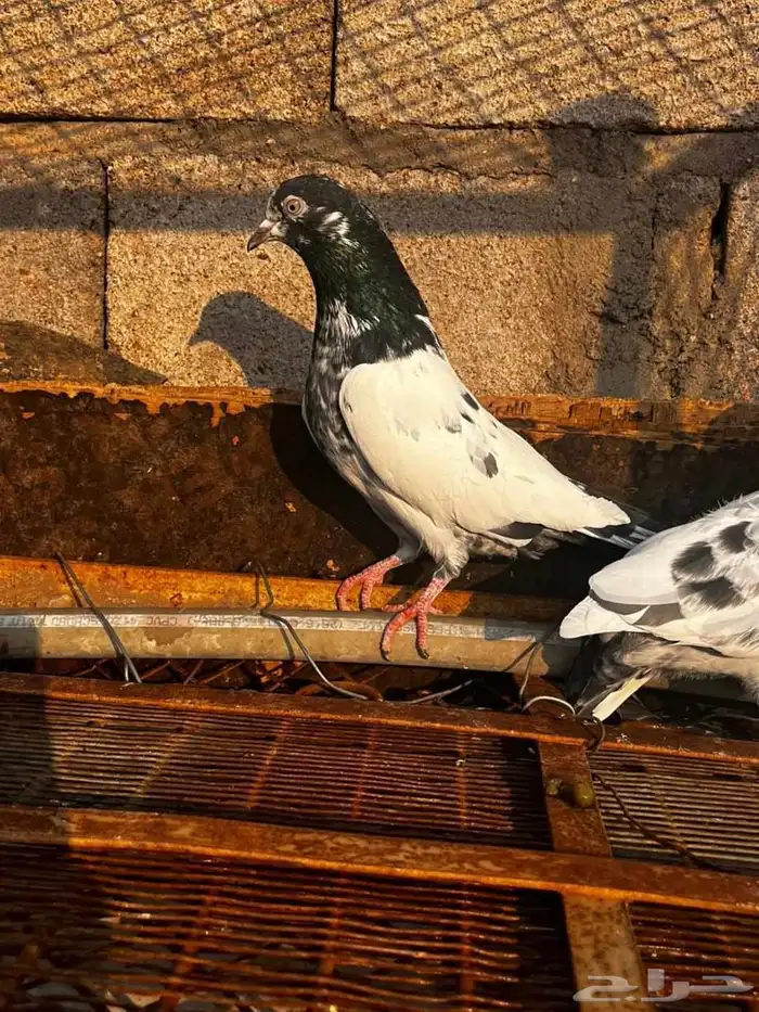 حمام باكستاني للبيع دماء قوية 0