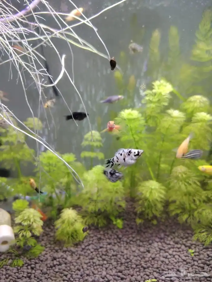 Ramshorn snail and molly fish 1