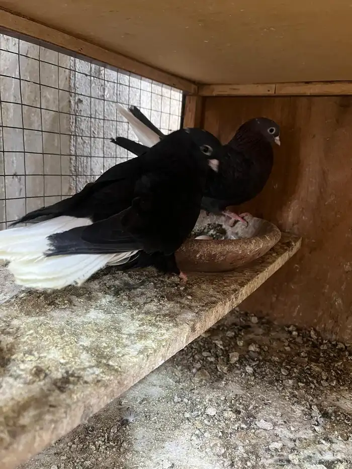 قطايف تب التب للبيع 1