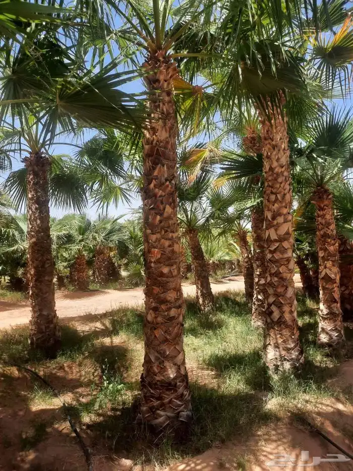 للبيع وتوريد جميع انواع النخيل العربي وزيتون 3