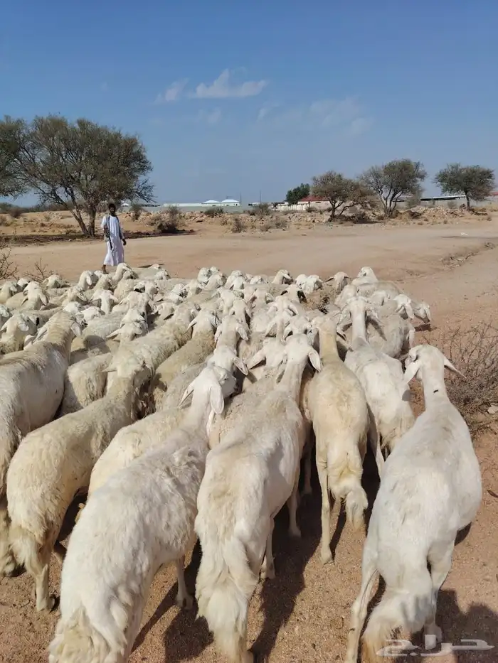 غنم حريه حرش مراح وحد قطعه وحده العداد 110البيع قريب 4