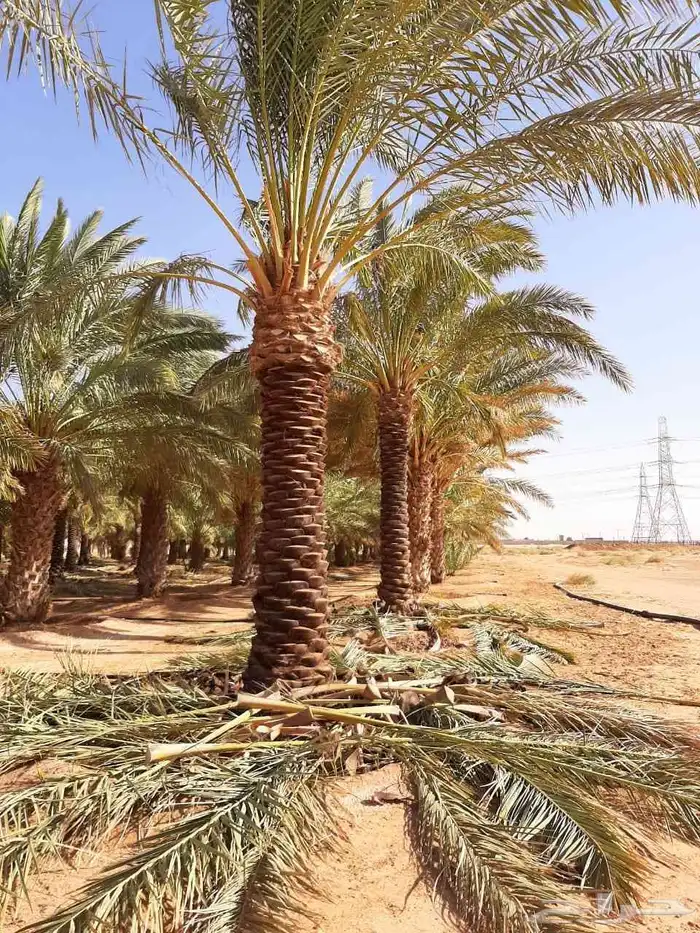 يوجد لدينا جميع انواع النخل العربي من متر الى 4 متر رقم الها 1