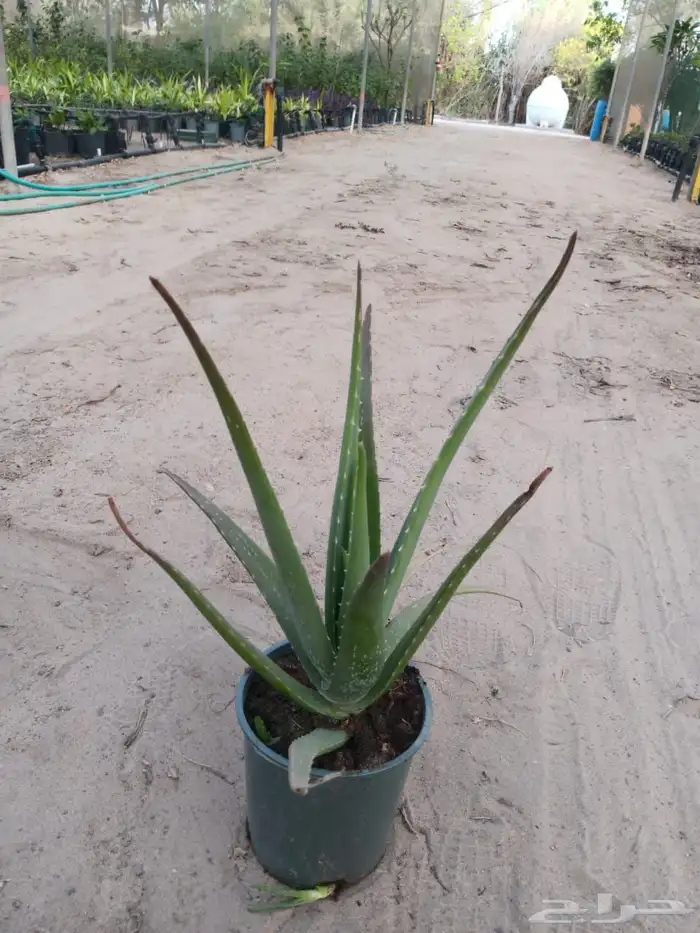 مشتل افندينا ازرعه الشتلت ونخيل وتزين الحديق 4