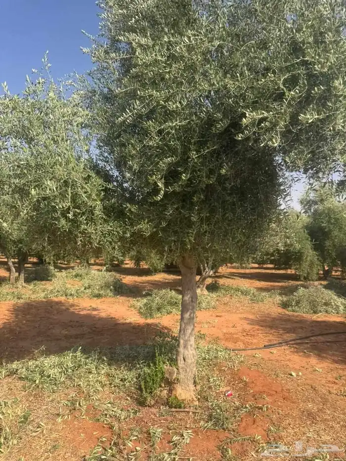 زيتون معمر وفي مثمر 1