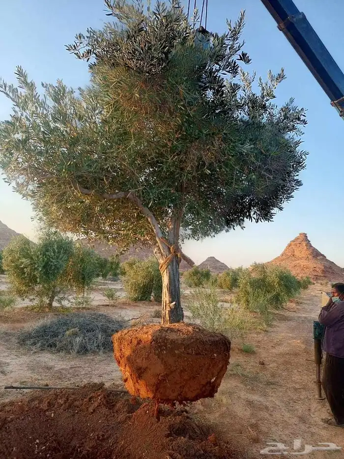 زيتون معمر وفي مثمر 0