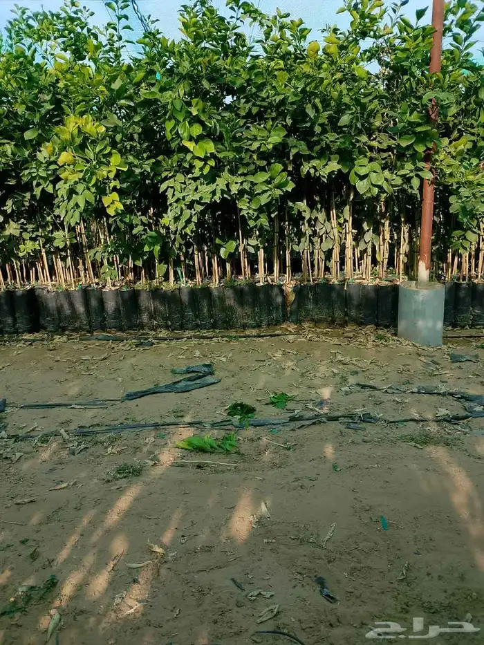 شتلات حمضيات 5