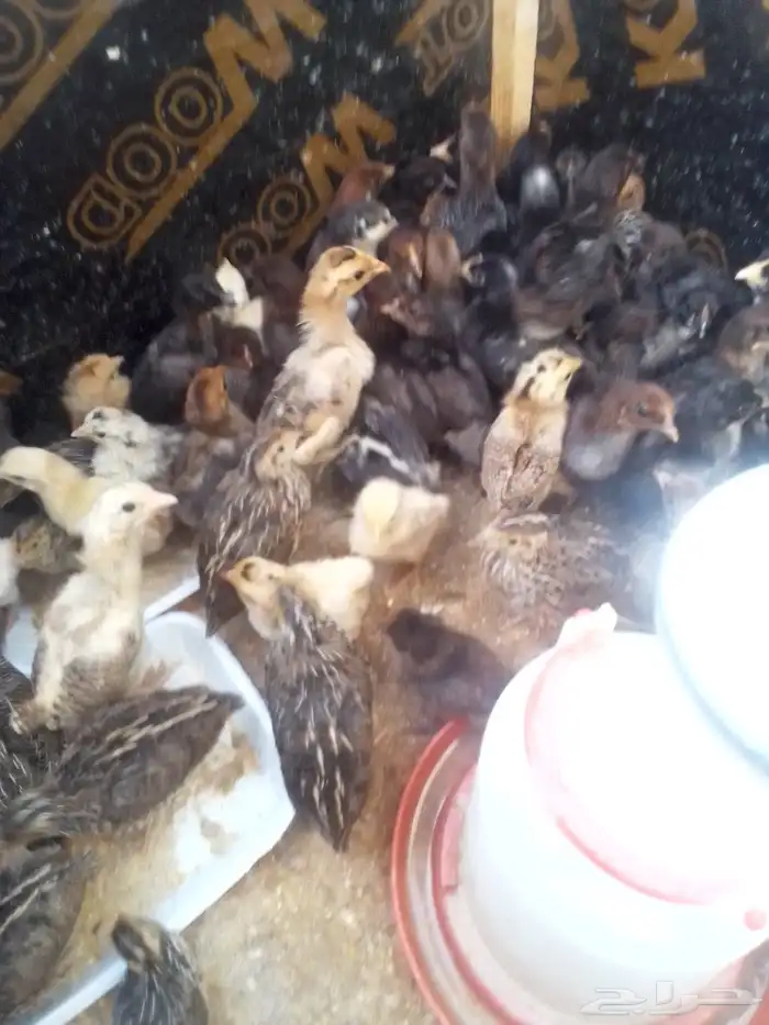 صوص فري ودجاج مشكل بلدي تركي فيومي 4