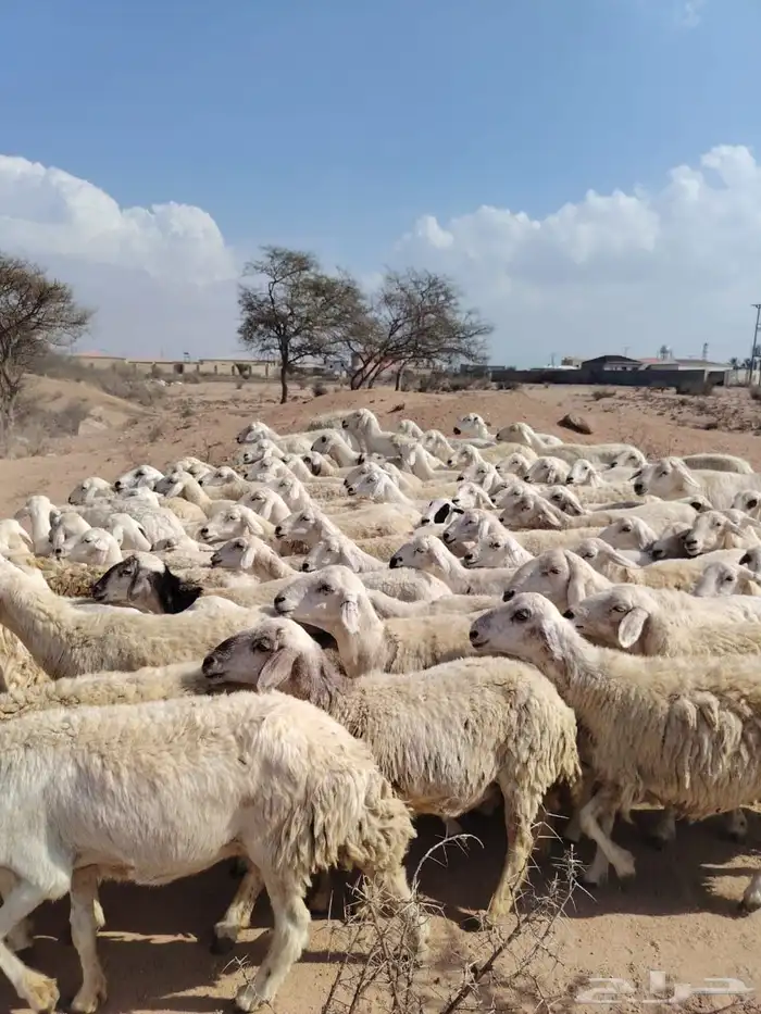 غنم حريه حرش مراح وحد قطعه وحده العداد 110البيع قريب 3