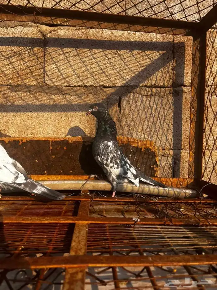 حمام باكستاني للبيع دماء قوية 18