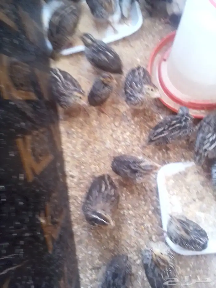 صوص فري ودجاج مشكل بلدي تركي فيومي 2