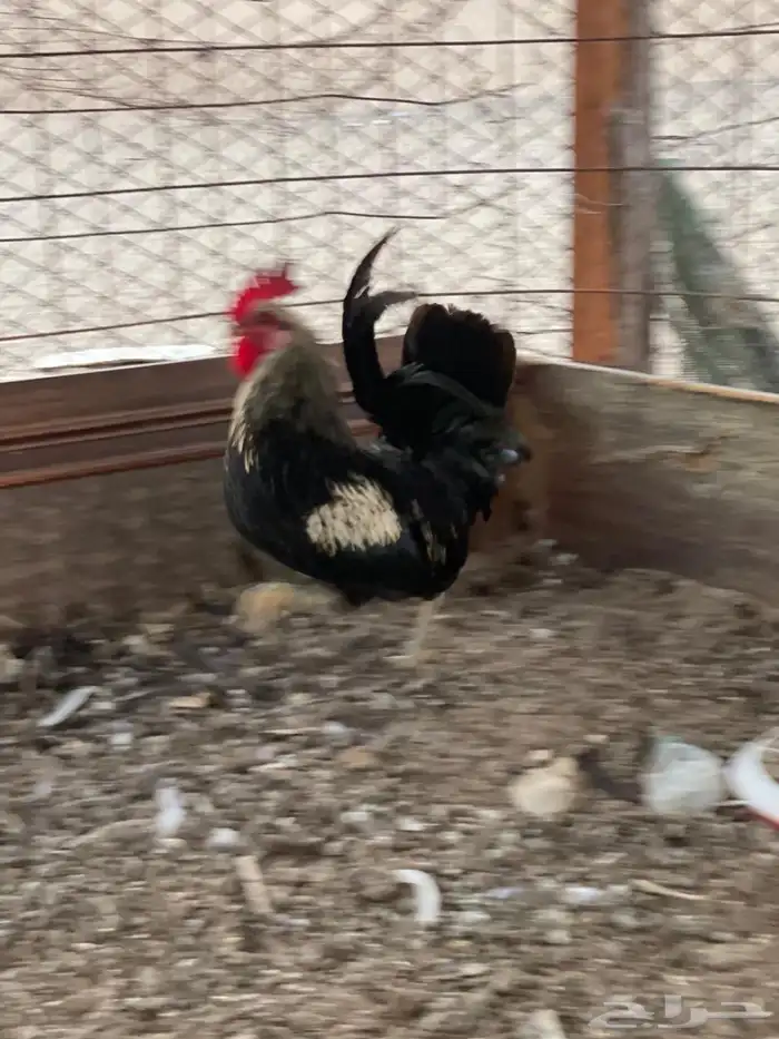 ديوك للبيع 3