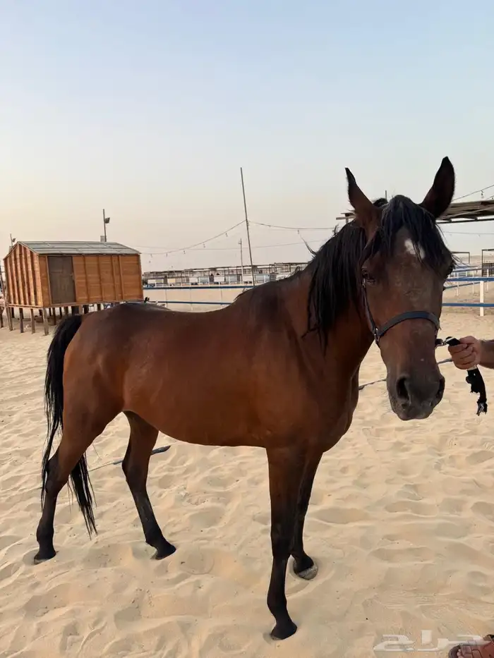 فرس عربي اصيل واهو للبيع 3