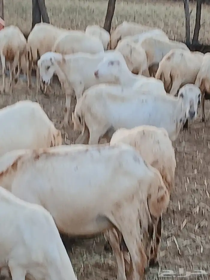 ضان مراح واحد 2