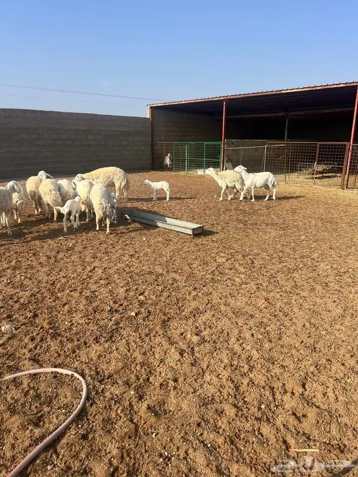 غنم حبص مراح كامل العدد من 58 الى60 5