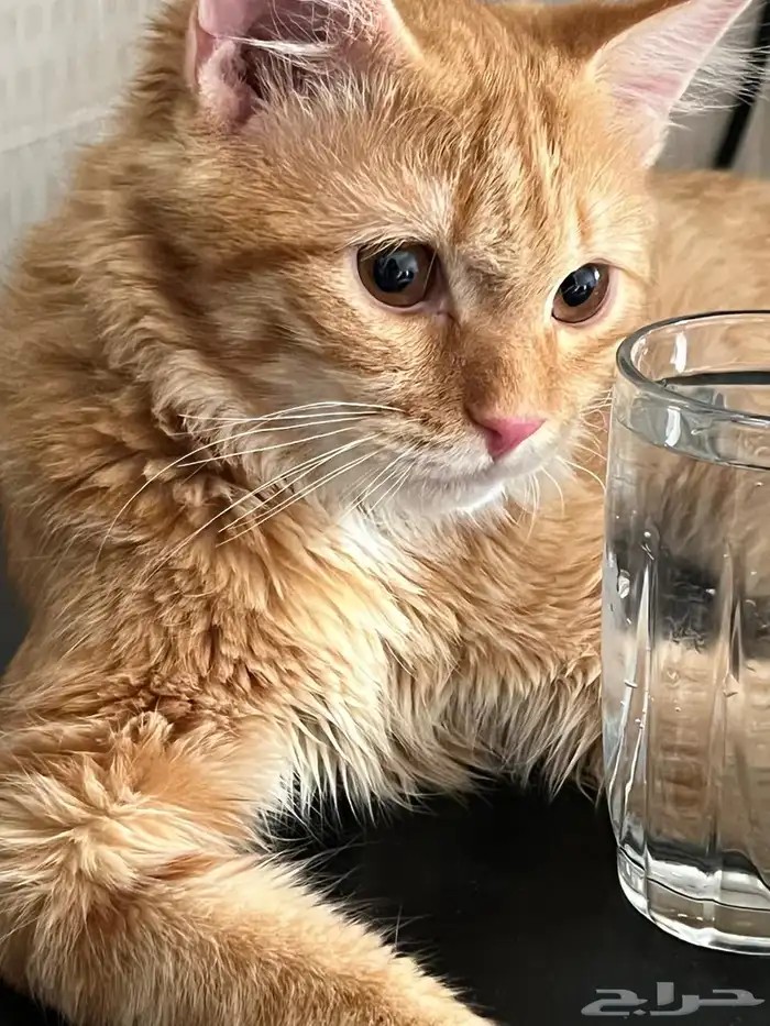 قطتين شيرازي للتبني 7