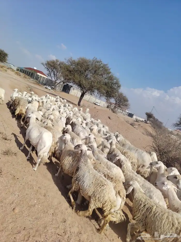 غنم حريه حرشش 0