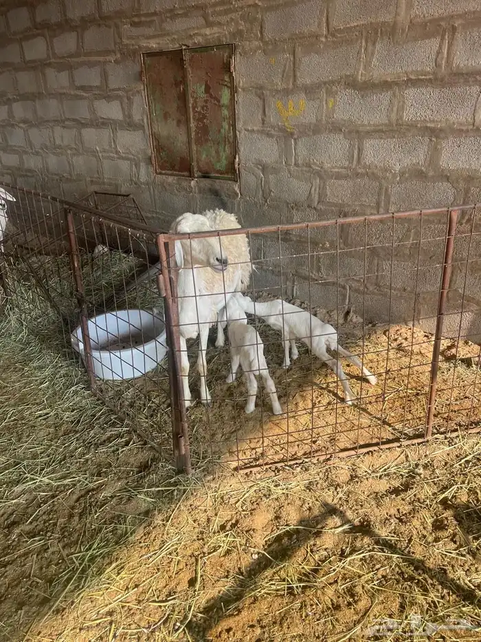 غنم حبص مراح كامل العدد من 58 الى60 6