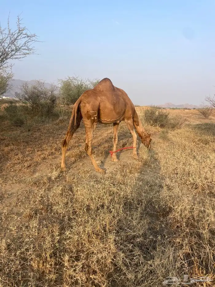 ناقتين للبيع لقايح في 10شهور متالي 2