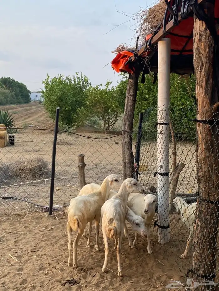 للبيع رخيل بلدي تربية 2