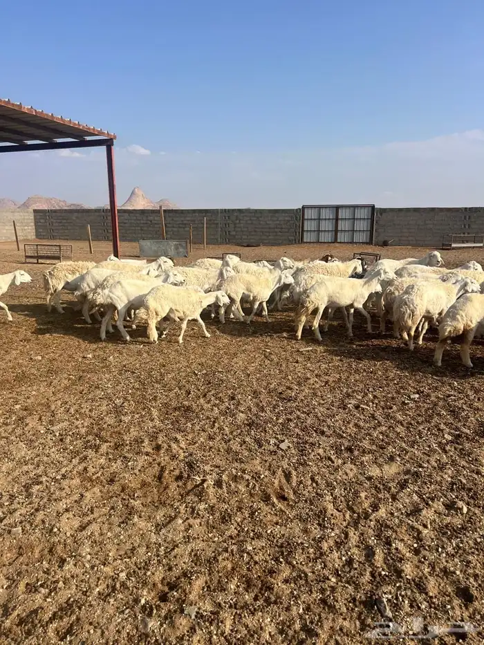 غنم حبص مراح كامل العدد من 58 الى60 1