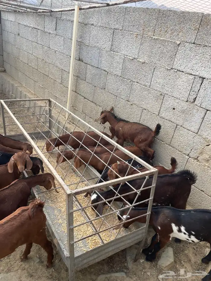 العرضية الجنوبية 6