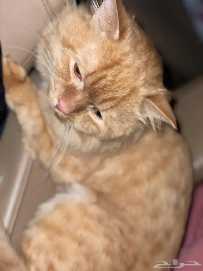 قطتين شيرازي للتبني 6