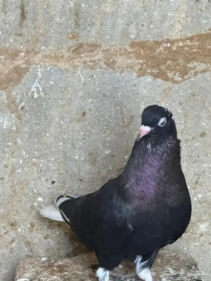 حمام قطايف 4