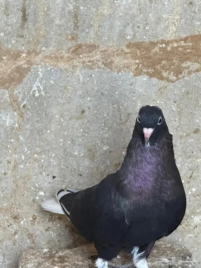 حمام قطايف 5