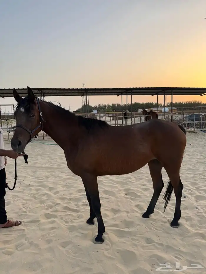 فرس عربي اصيل واهو للبيع 2