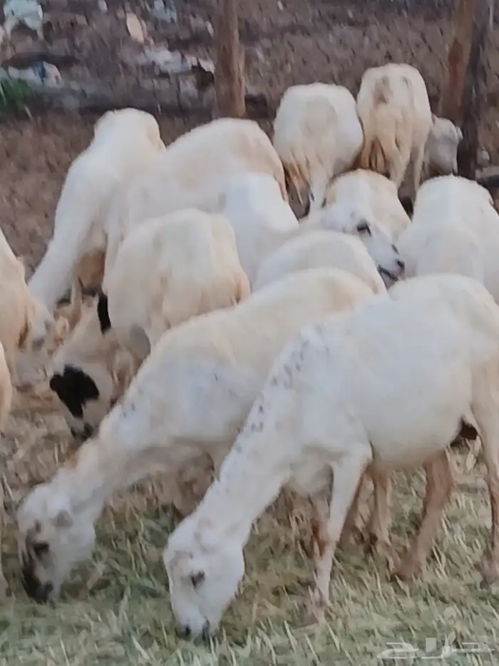 ضان مراح واحد 4