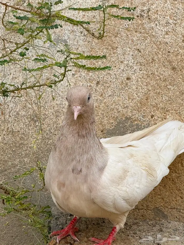 حمام قطايف 7