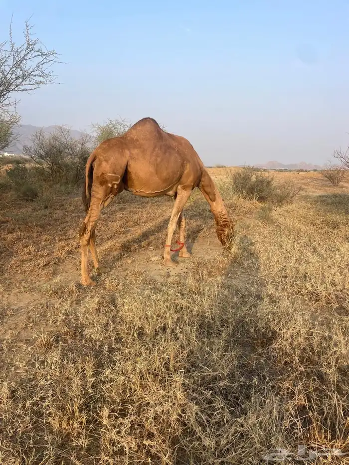 ناقتين للبيع لقايح في 10شهور متالي 1