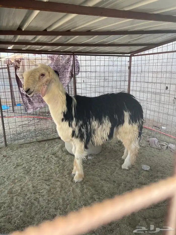 خروف ثني صنف وطيب ونتاجه طيب مشروط 1