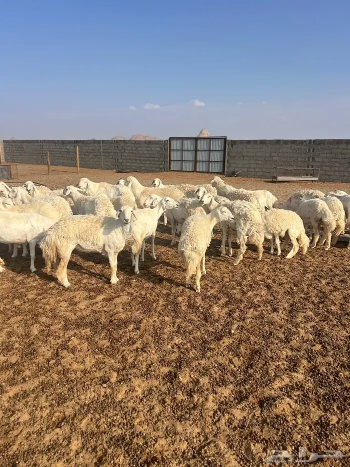 غنم حبص مراح كامل العدد من 58 الى60 4