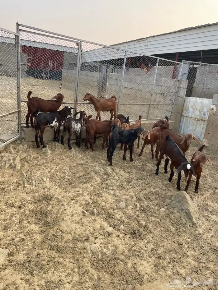 العرضية الجنوبية 1