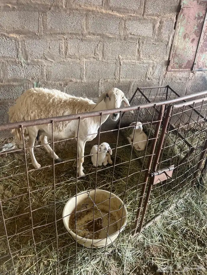 غنم حبص مراح كامل العدد من 58 الى60 7