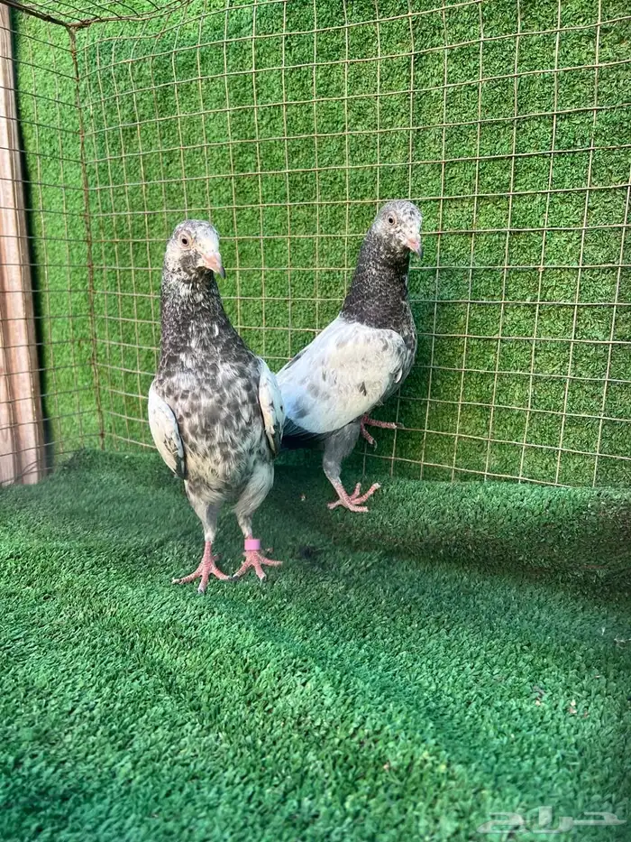 طبه فروخ حمام باكستاني 1