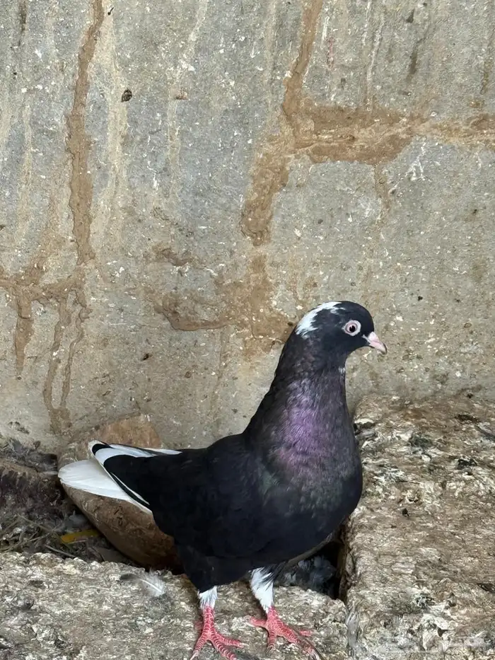 حمام قطايف 3